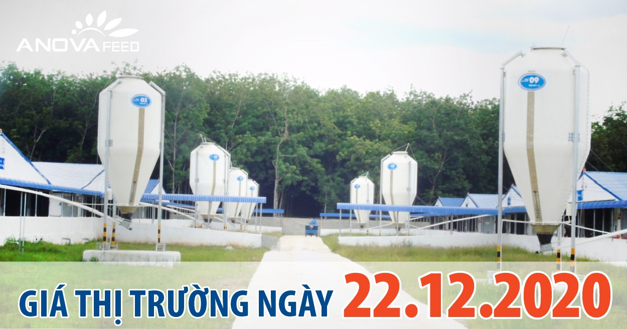 Anova Feed - Giá heo hơi 22/12/2020, tiếp tục tăng trên Toàn quốc.