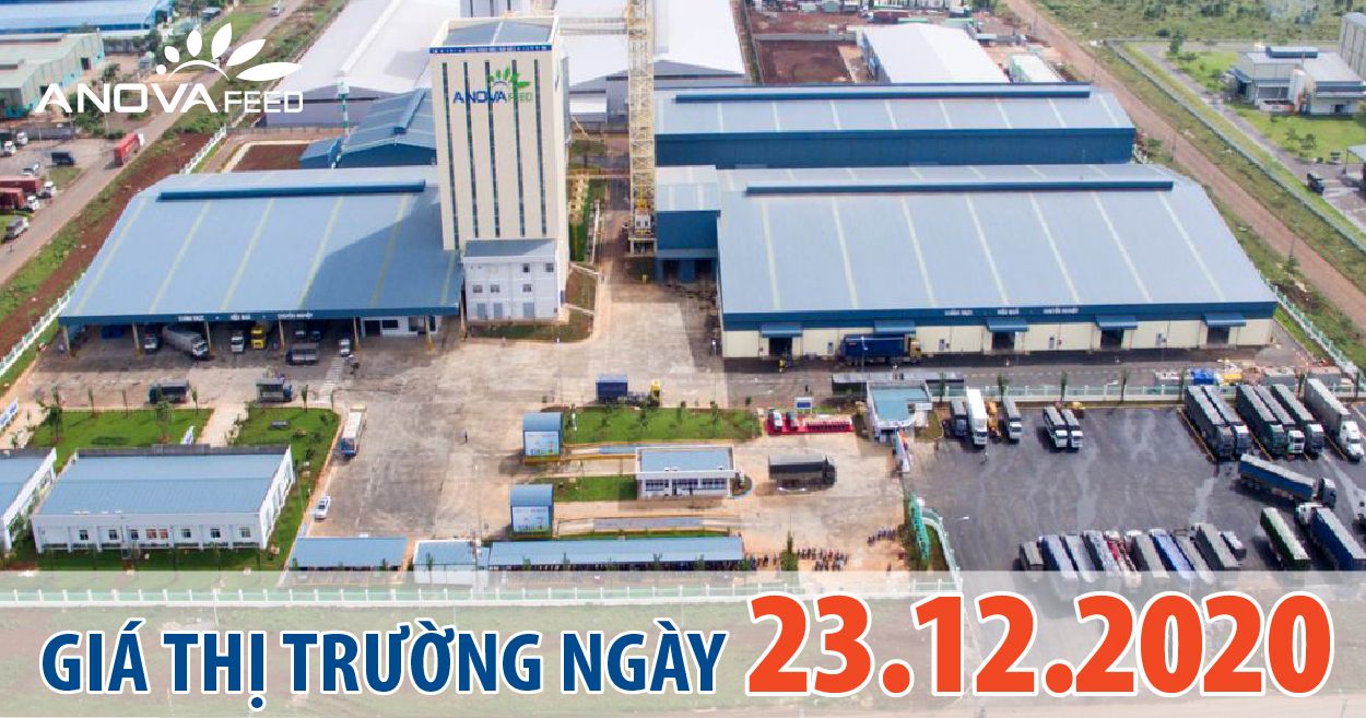 Anova Feed - Giá heo hơi 23/12/2020, tiếp tục tăng.