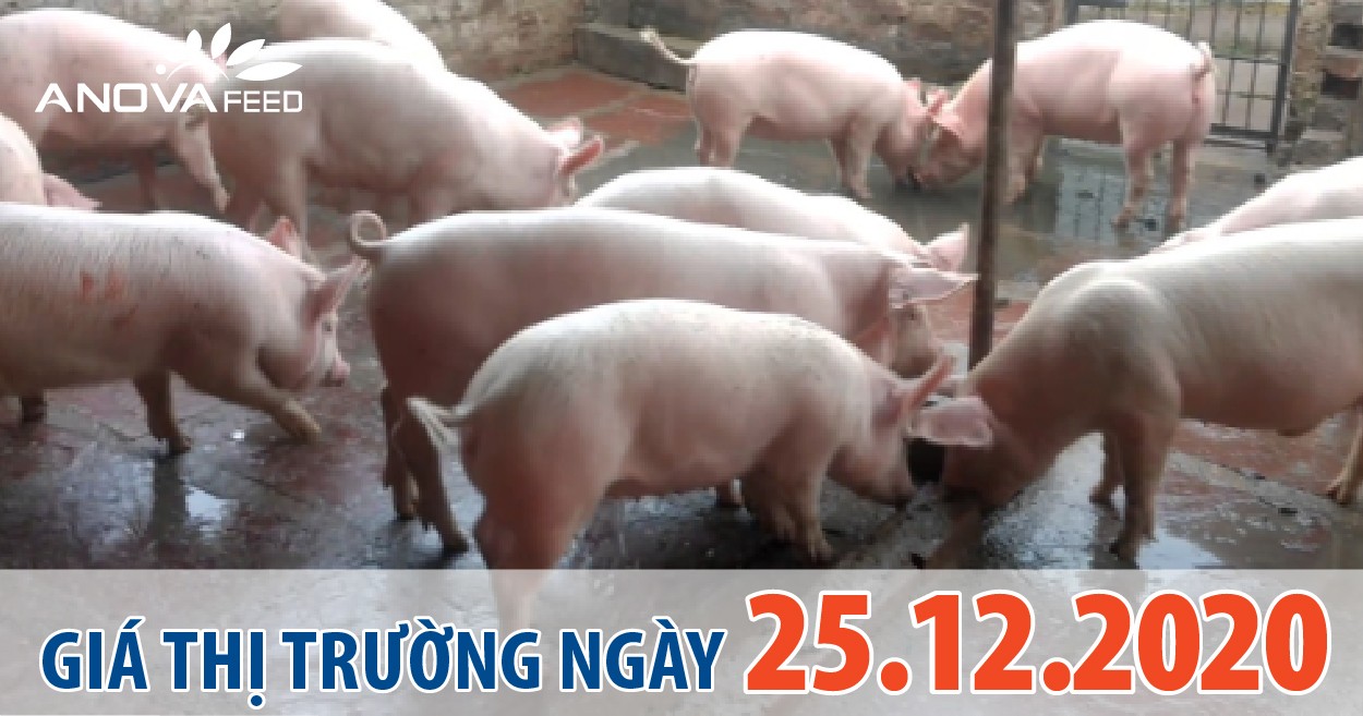 Anova Feed - Giá heo hơi 25/12/2020, tăng mạnh.