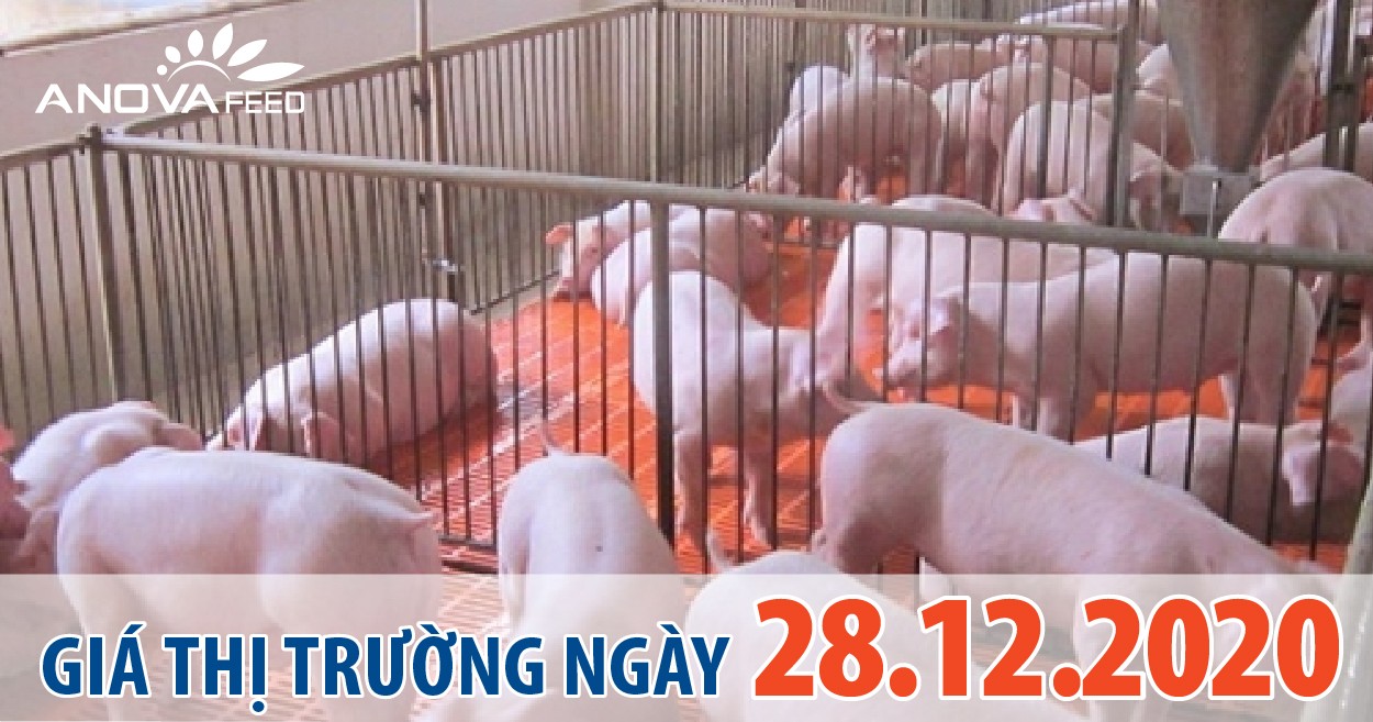 Anova Feed - Giá heo hơi 28/12/2020, chạm mốc 80.000 đồng/kg.