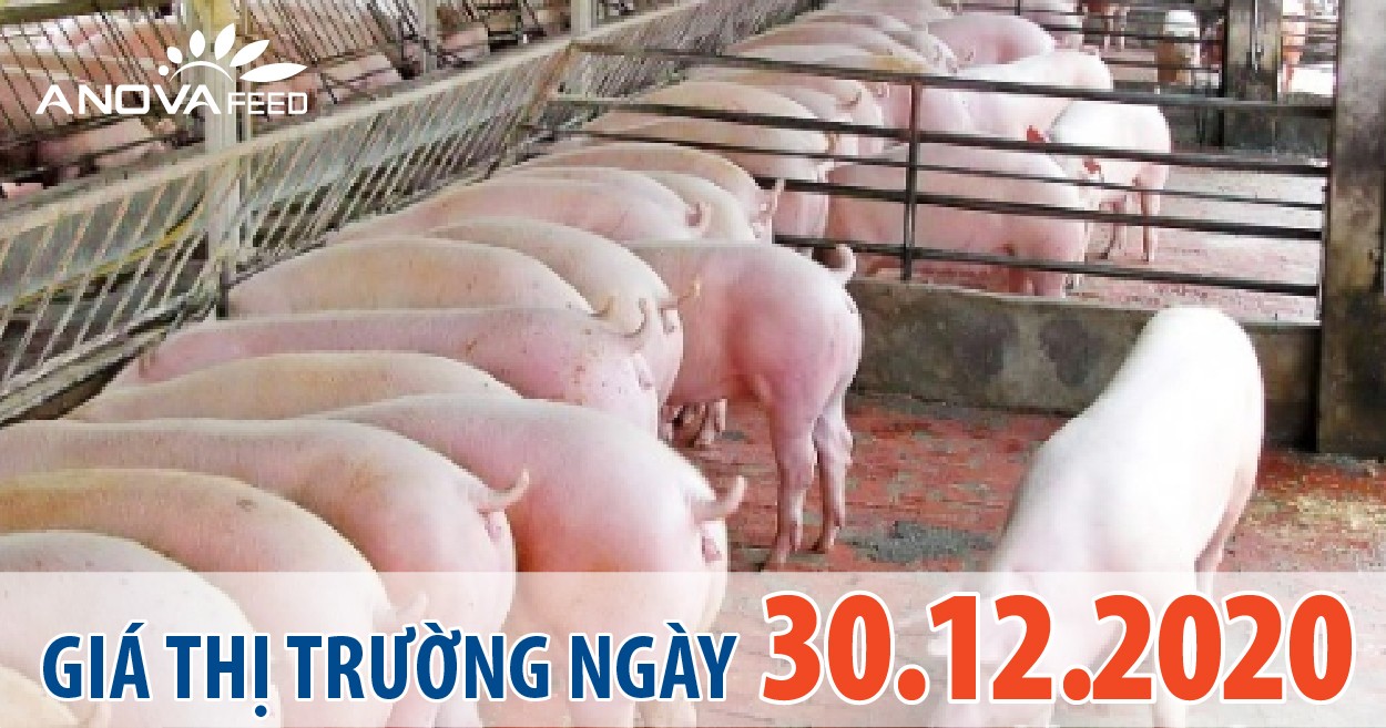 Anova Feed - Giá heo hơi 30/12/2020, các miền tiếp đà tăng.