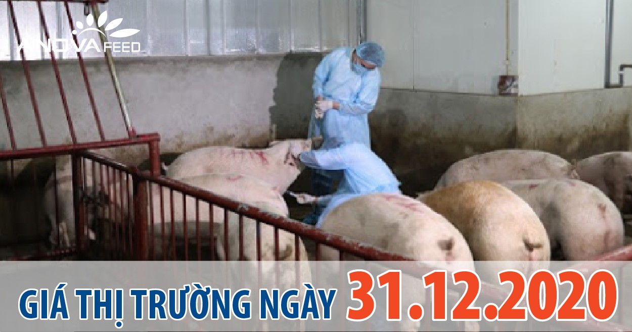 Anova Feed - Giá heo hơi 31/12/2020, miền Nam tăng mạnh.