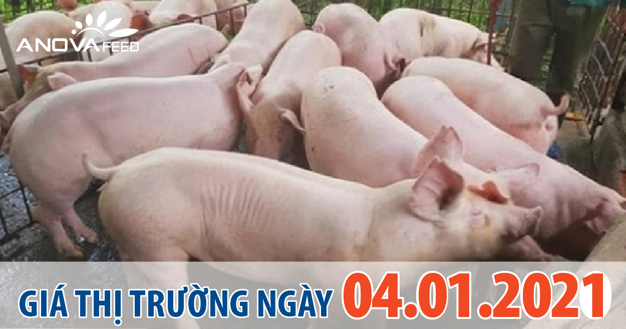 Anova Feed - Giá heo hơi 04/01/2021, miền Trung tăng nhẹ.