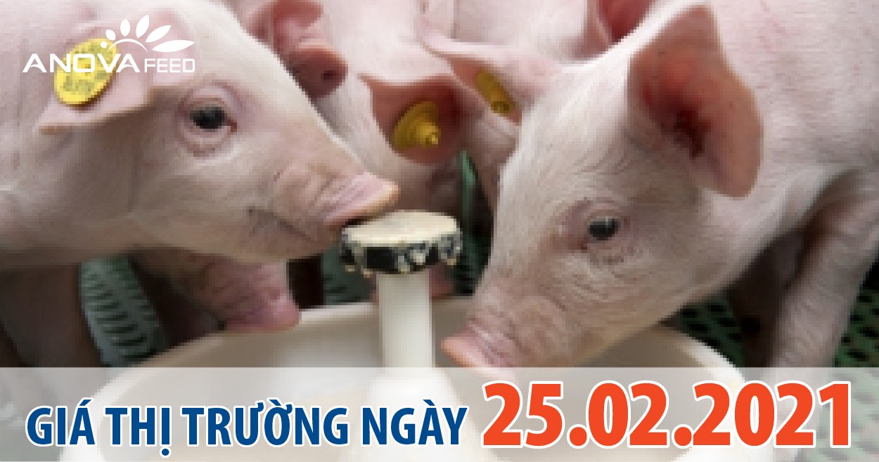 Anova Feed - Giá heo hơi 25/02/2021, đi ngang.