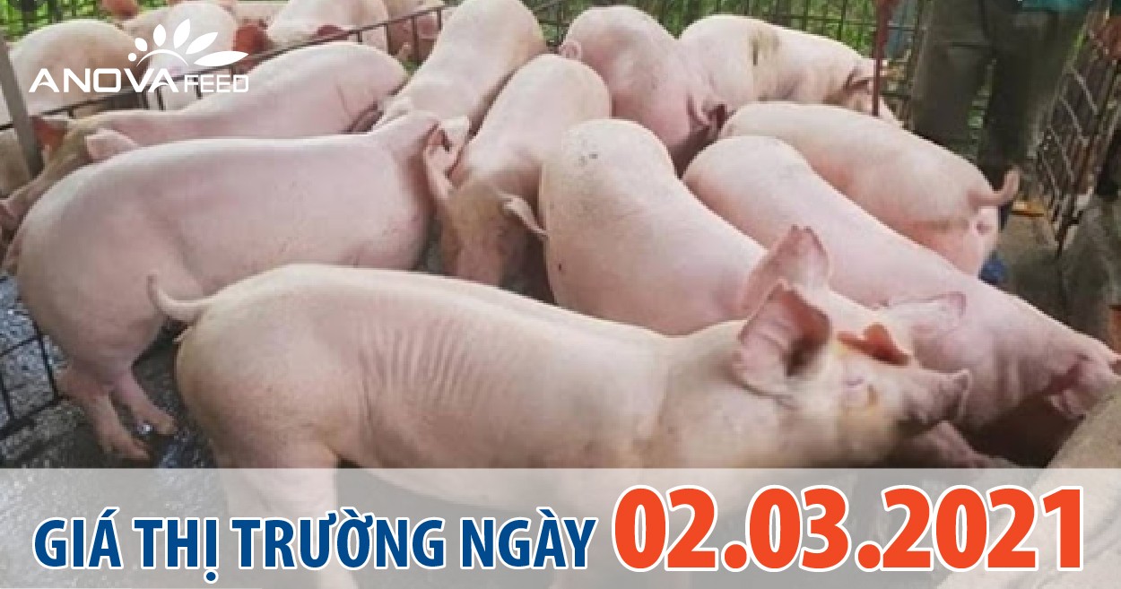 Anova Feed - Giá heo hơi 02/03/2021, giảm nhẹ ở miền Bắc.