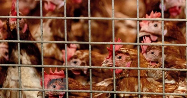 WHO khuyến cáo về khả năng lây nhiễm cúm A/H5N8 từ gà sang người