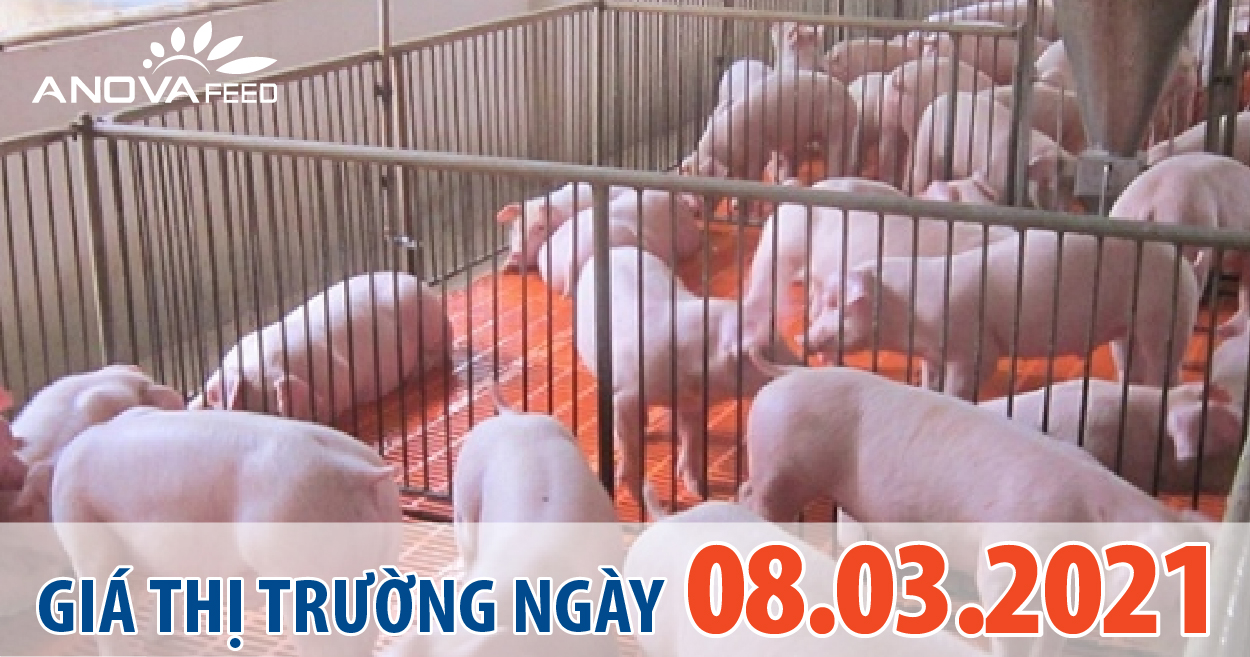 Anova Feed - Giá heo hơi 08/03/2021, điều chỉnh nhẹ 1.000 đồng/kg.