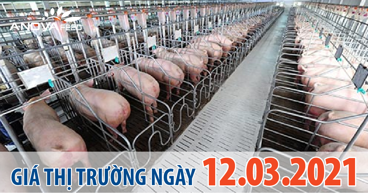 Anova Feed - Giá heo hơi 12/03/2021, chững lại.