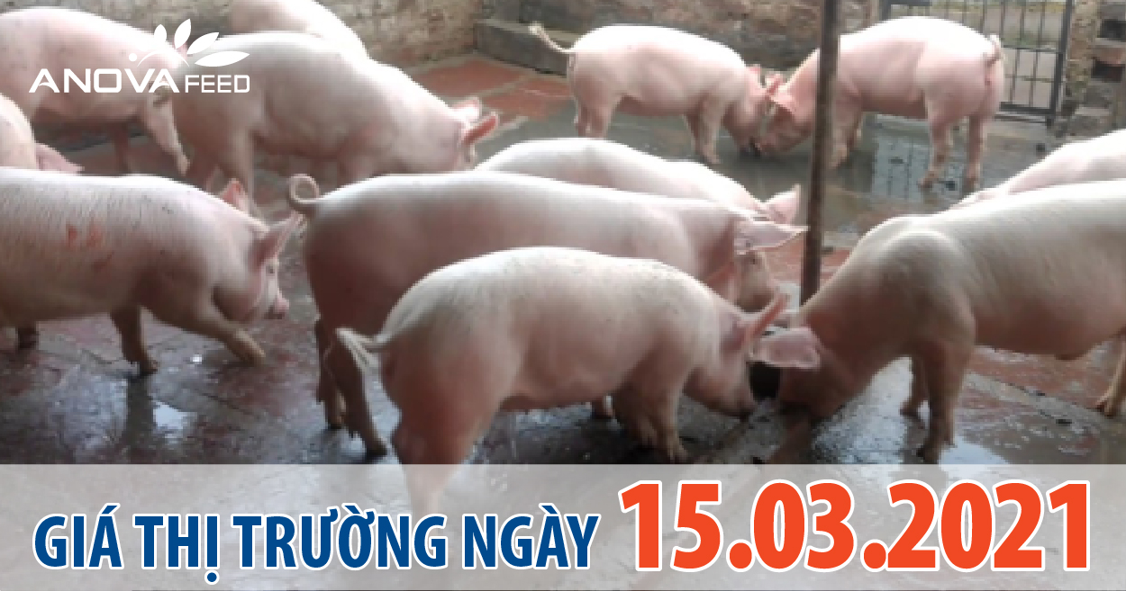 Anova Feed - Giá heo hơi 15/03/2021, tăng giảm trái chiều.