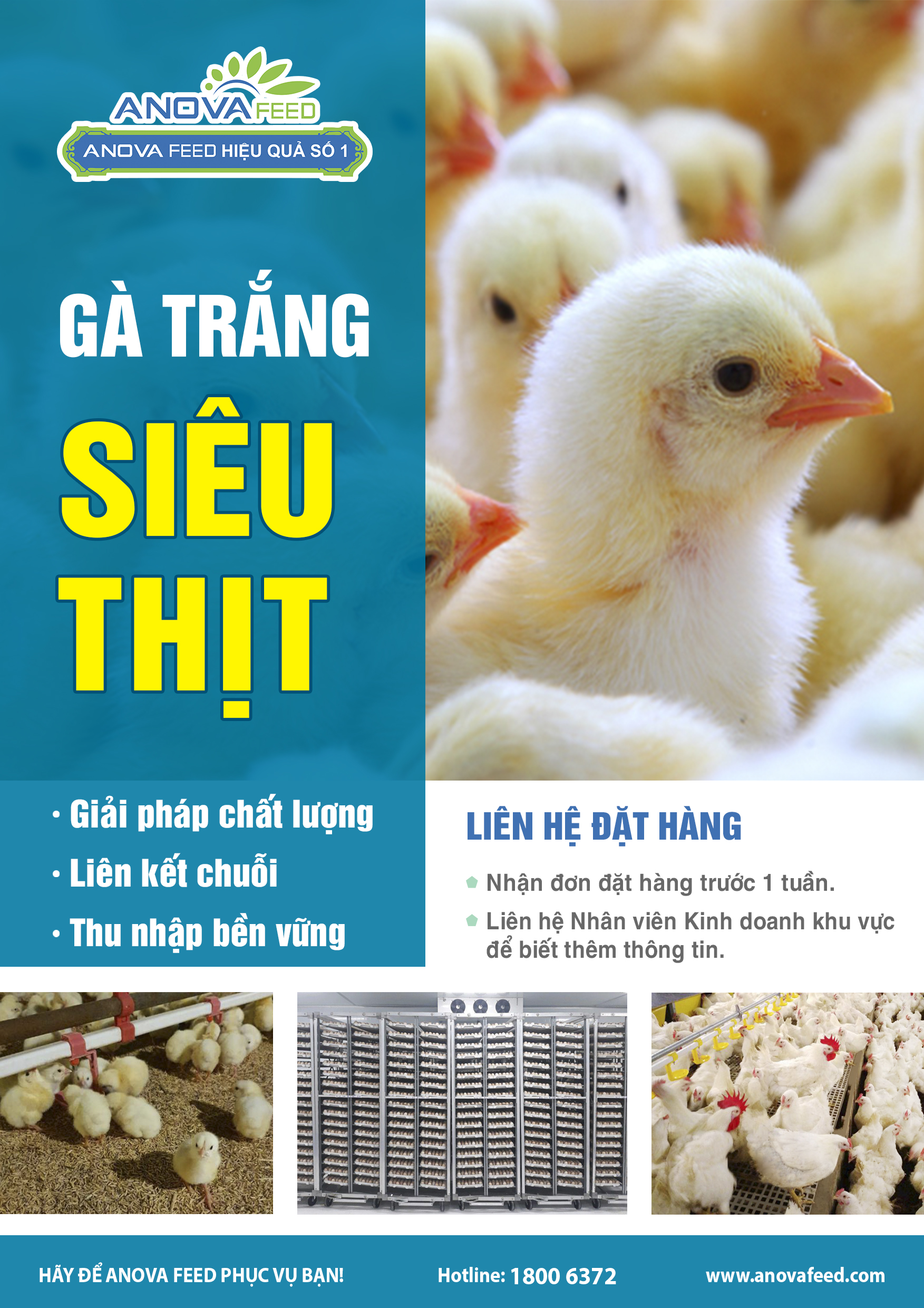Giống Gà Trắng Siêu Thịt