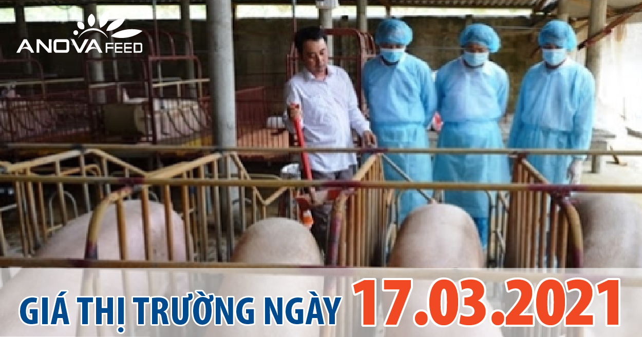 Anova Feed - Giá heo hơi 17/03/2021, dao động 1.000 đồng/kg.