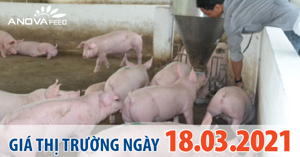 Anova Feed - Giá heo hơi 18/03/2021, tăng giảm từ 1.000 - 3.000 đồng/kg.