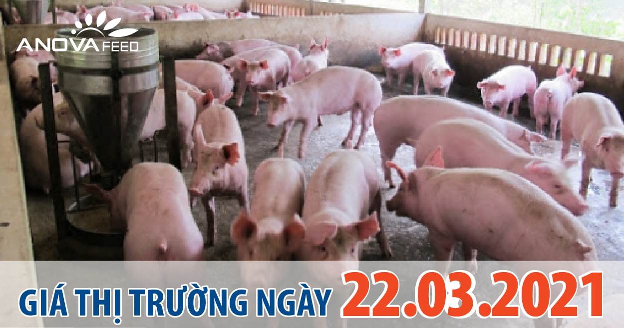 Anova Feed - Giá heo hơi 22/03/2021, giảm trên Toàn quốc.