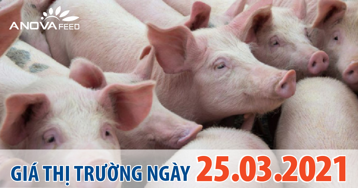 Anova Feed - Giá heo hơi 25/03/2021, tăng nhẹ ở miền Bắc.