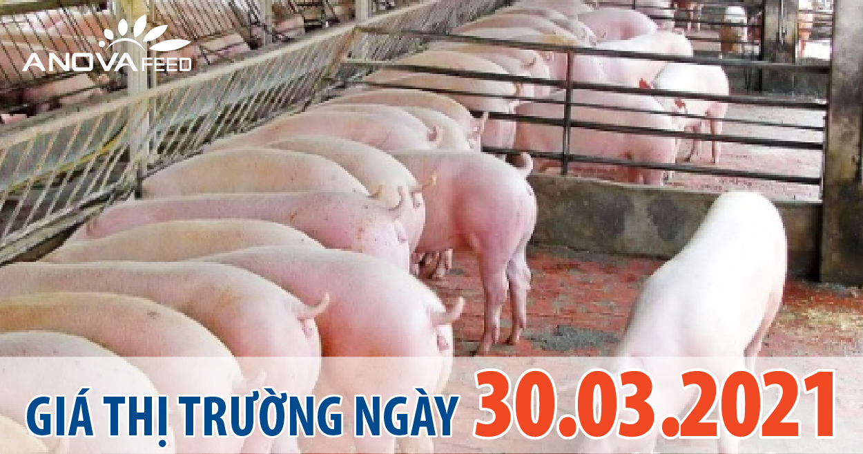 Anova Feed - Giá heo hơi 30/03/2021, tăng giảm nhẹ.