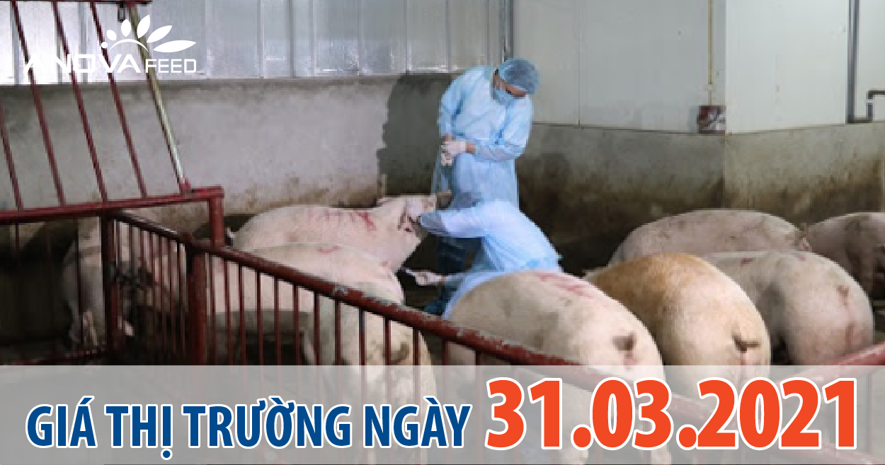 Anova Feed - Giá heo hơi 31/03/2021, chững lại.