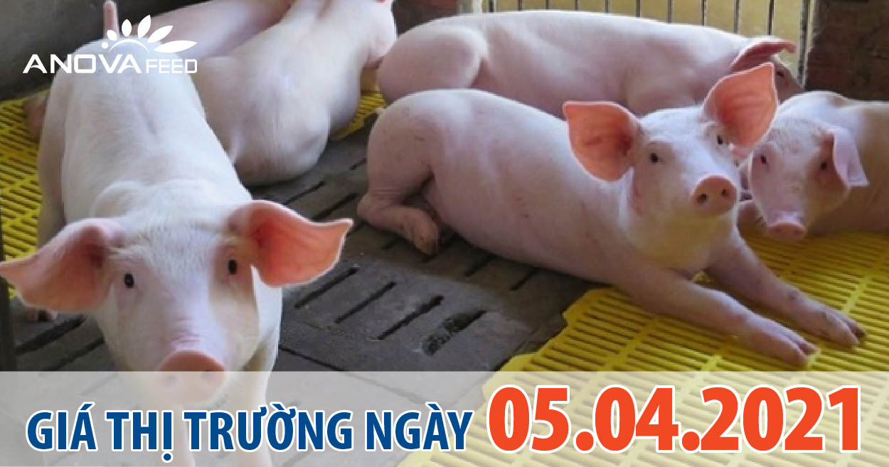 Anova Feed - Giá heo hơi 05/04/2021, tăng giảm nhẹ.