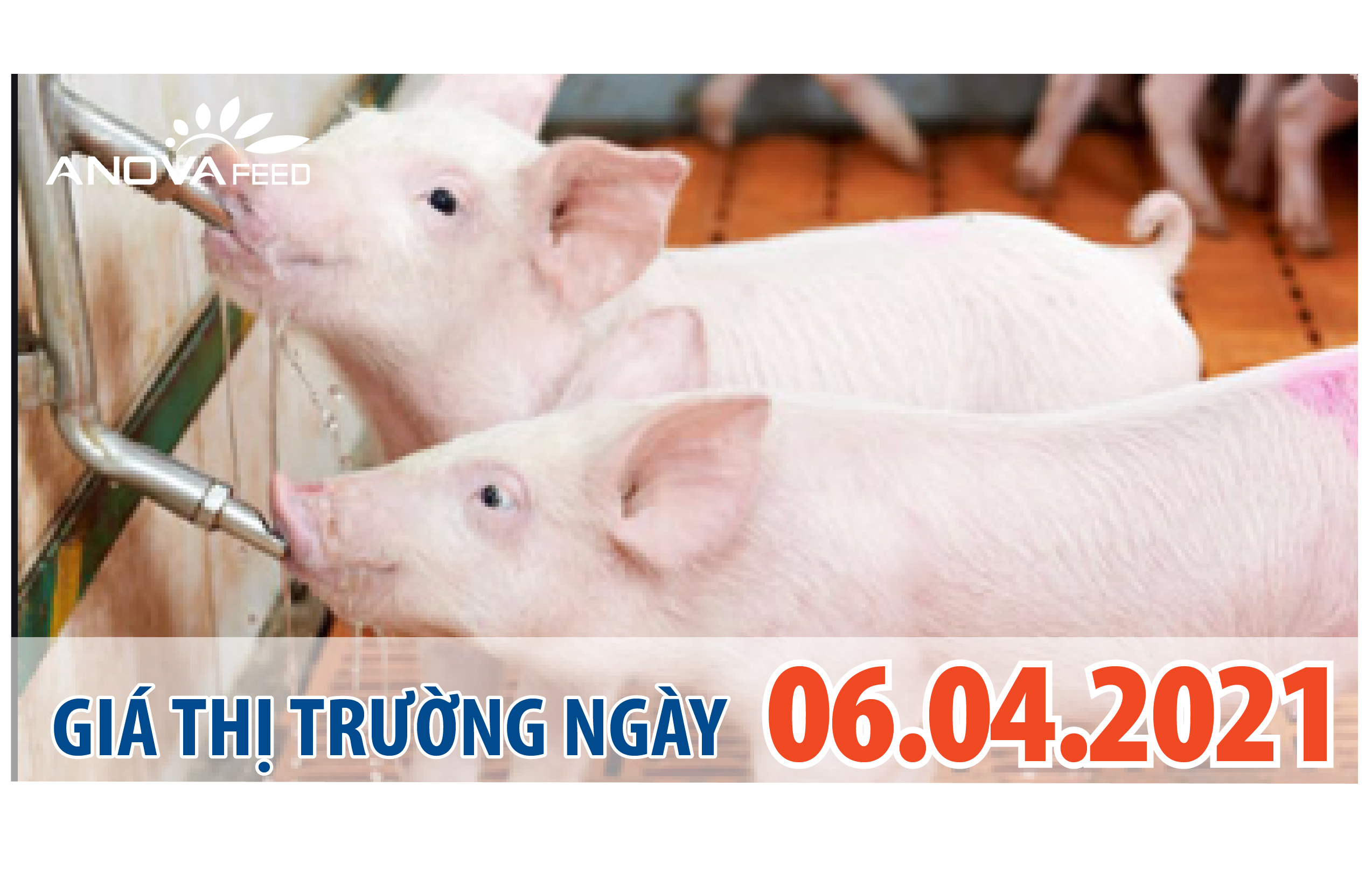 Anova Feed - Giá heo hơi 06/04/2021, nhích nhẹ ở miền Tây.