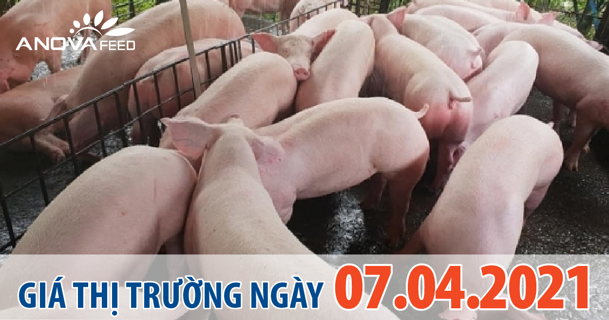 Anova Feed - Giá heo hơi 07/04/2021, giảm rải rác.