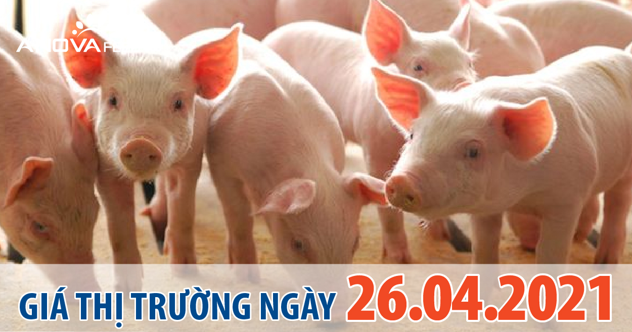 Anova Feed - Giá heo hơi 26/04/2021, giảm xuống mốc 70.000 đồng/kg.