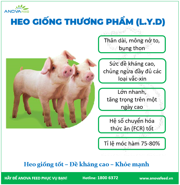 Lựa chọn heo giống tốt - Đề kháng cao - Khỏe mạnh