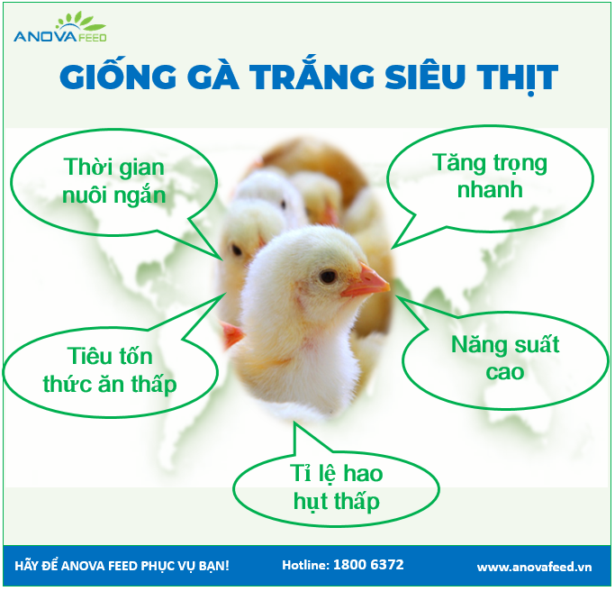 Gà giống siêu thịt Anova Feed - Lựa chọn hoàn hảo trong chăn nuôi
