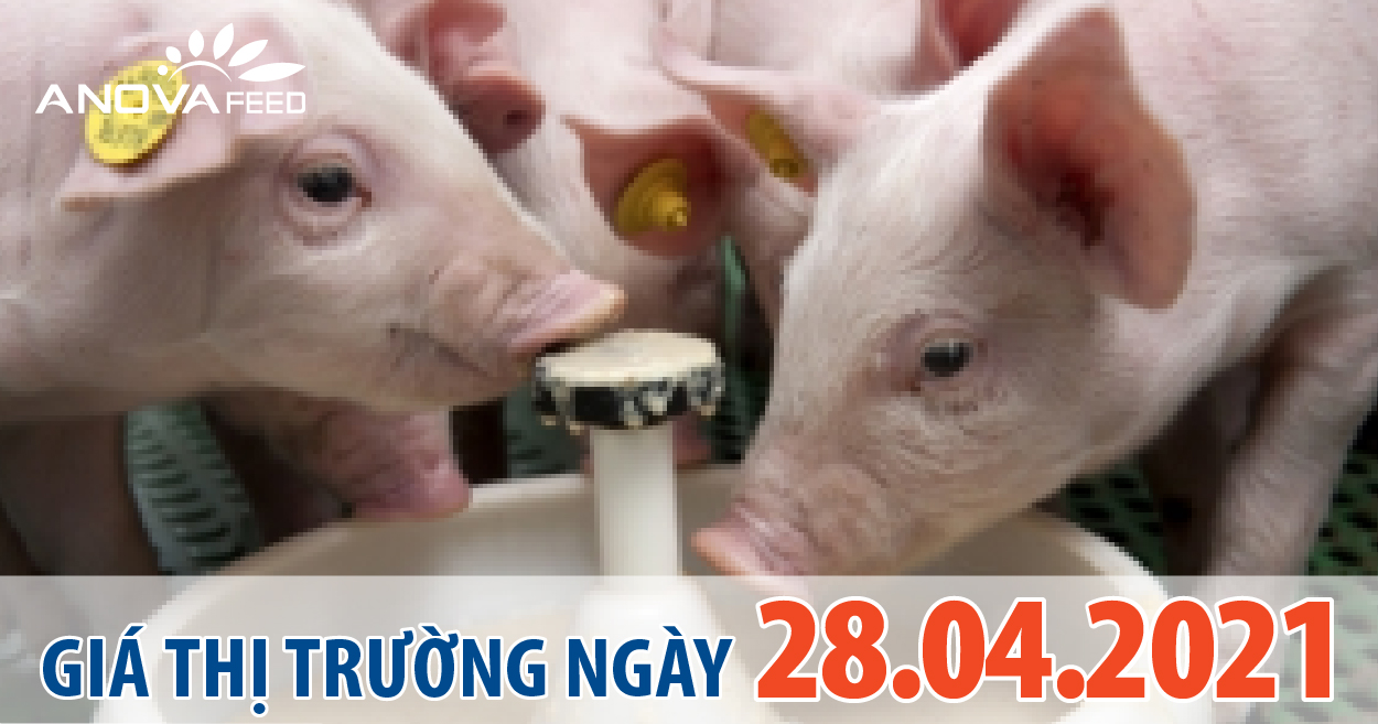 Anova Feed - Giá heo hơi 28/04/2021, điều chỉnh nhẹ.