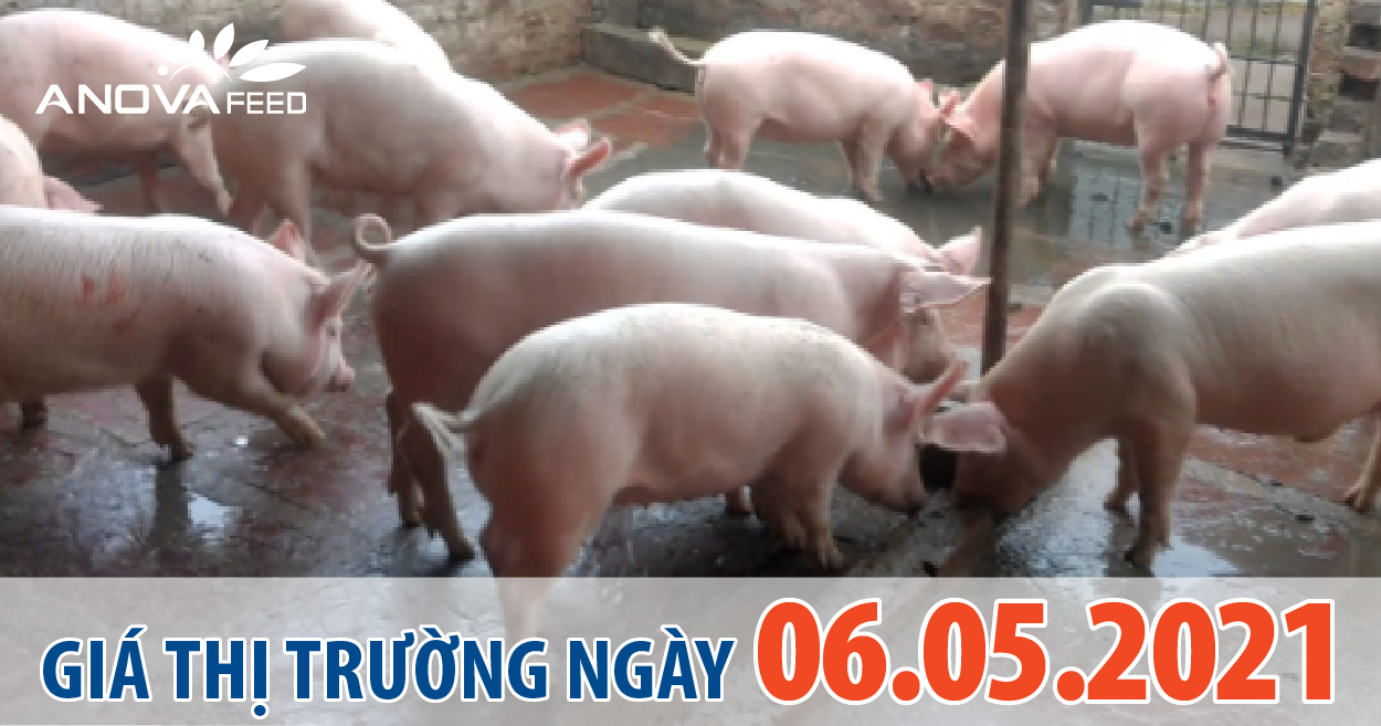 Anova Feed - Giá heo hơi 06/05/2021, giảm nhẹ.