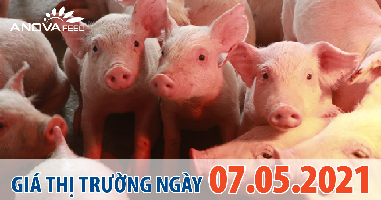 Anova Feed - Giá heo hơi 07/05/2021, tiếp tục giảm.