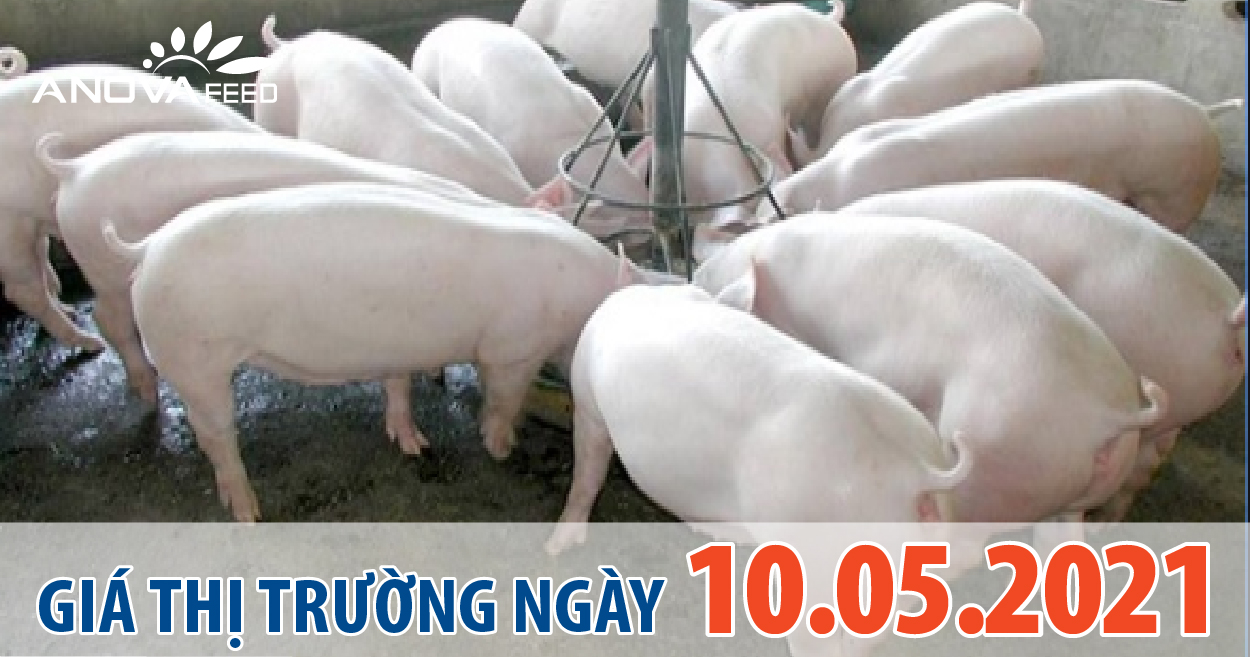 Anova Feed - Giá heo hơi 10/05/2021, miền Bắc xuống thấp.