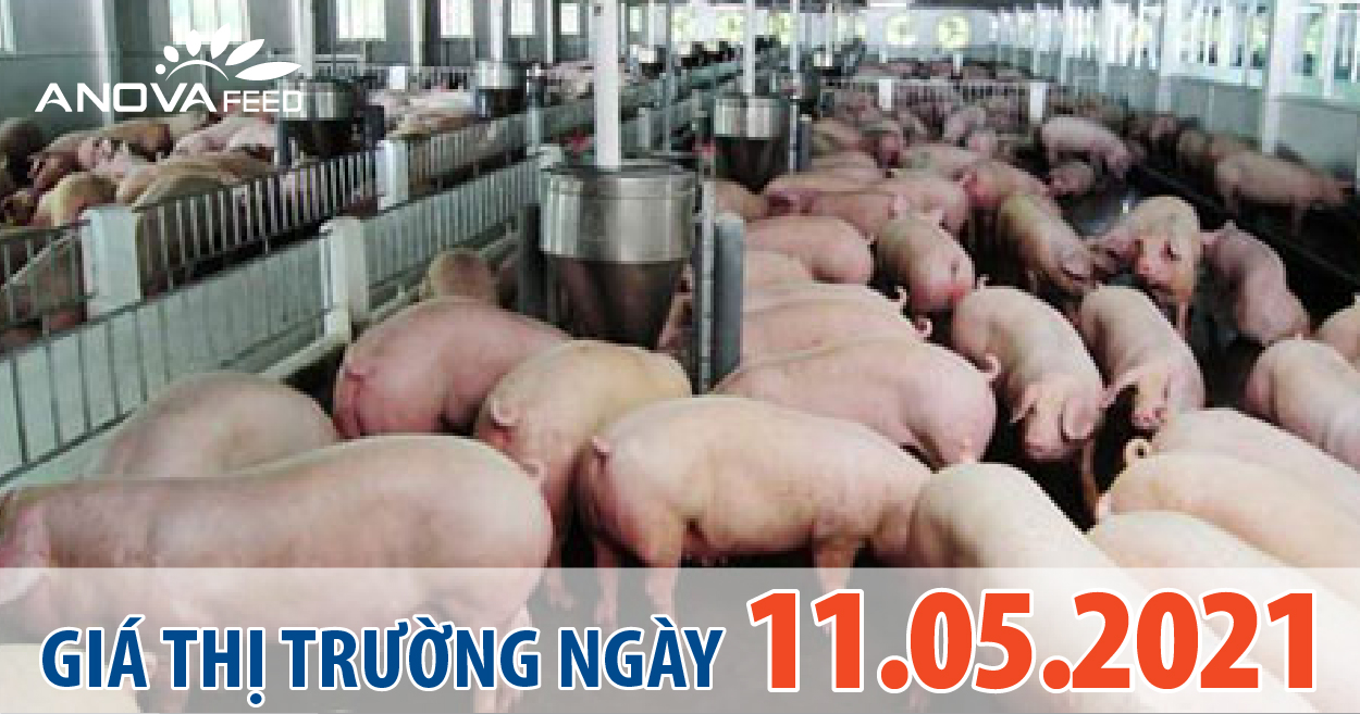 Anova Feed - Giá heo hơi ngày 11/05/2021 tăng giảm trái chiều