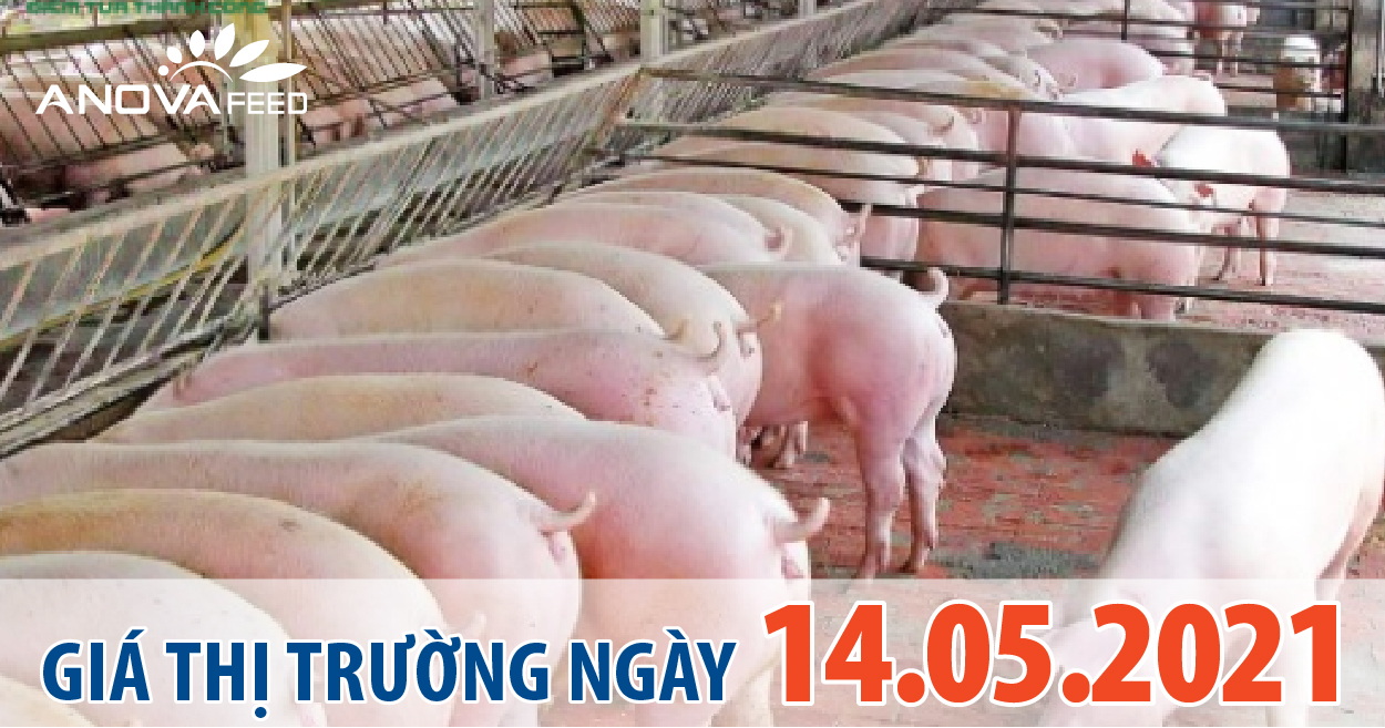 Anova Feed - Giá heo hơi ngày 14/05/2021 các tỉnh phía Nam giảm nhẹ