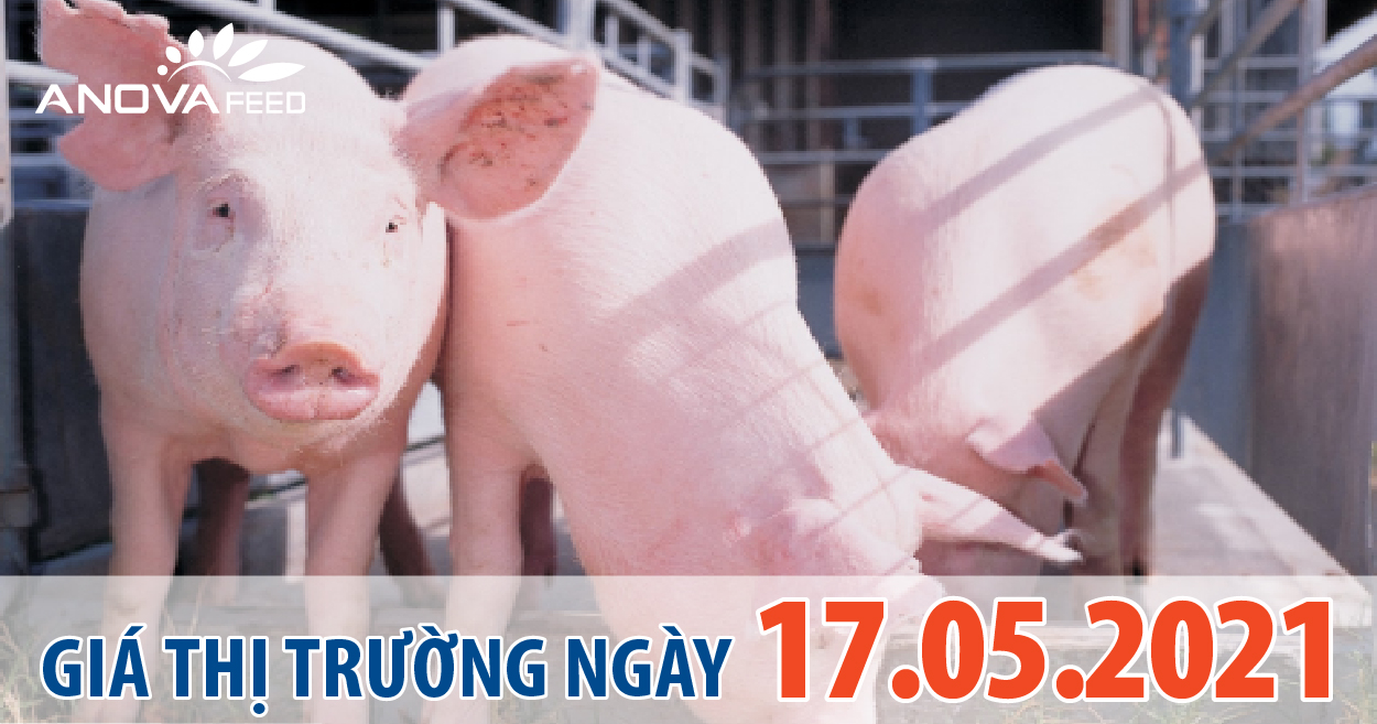 Anova Feed - Giá heo hơi ngày 17/05/2021 biến động nhẹ trên 3 miền