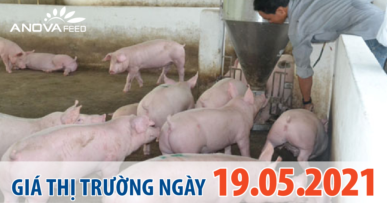 Anova Feed - Giá heo hơi ngày 19/05/2021 đồng loạt giảm 1.000 - 2.000 đồng trên cả nước