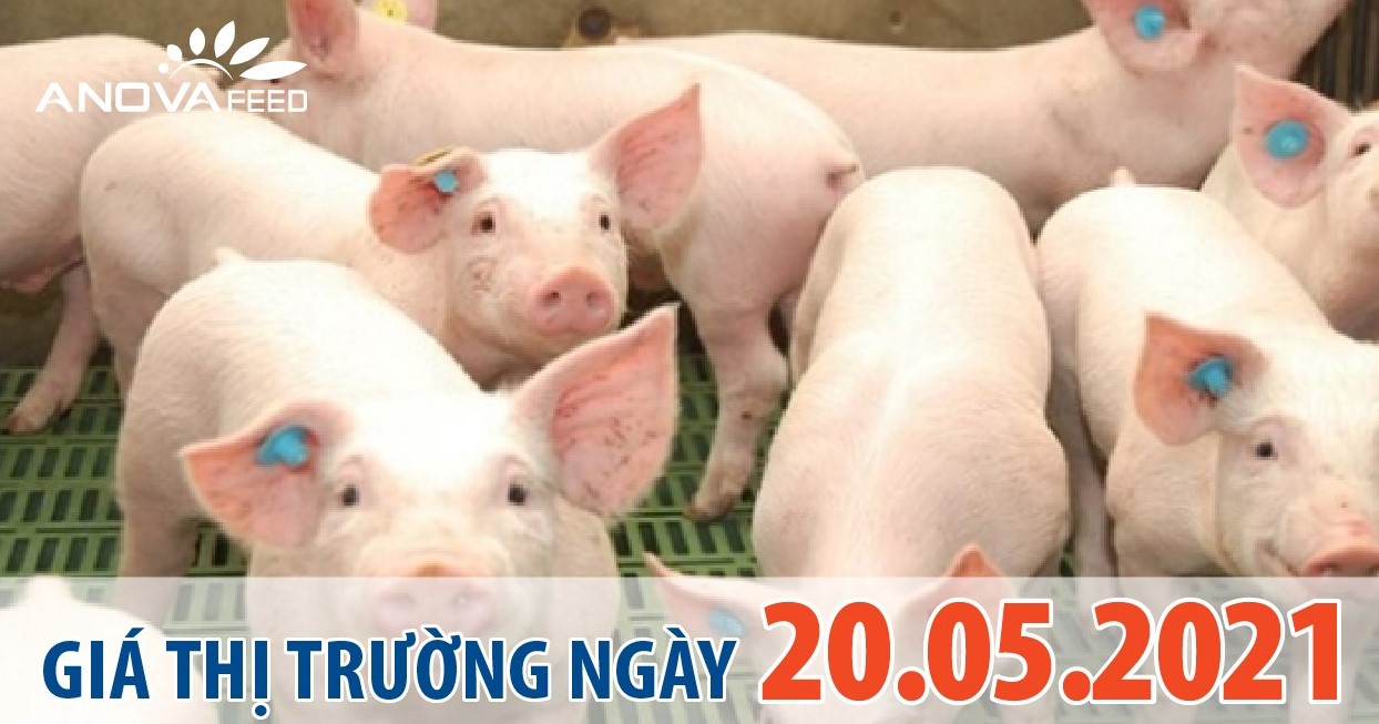 Anova Feed - Giá heo hơi ngày 20/05/2021 chững lại cả 3 miền