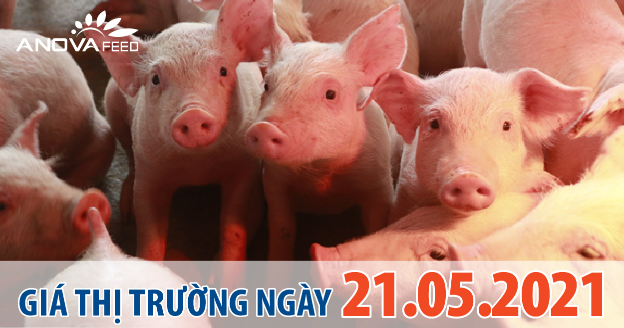 Anova Feed - Giá heo hơi ngày 21/05/2021 tiếp tục đi ngang, nhiều siêu thị giảm giá thịt heo, bò, gà