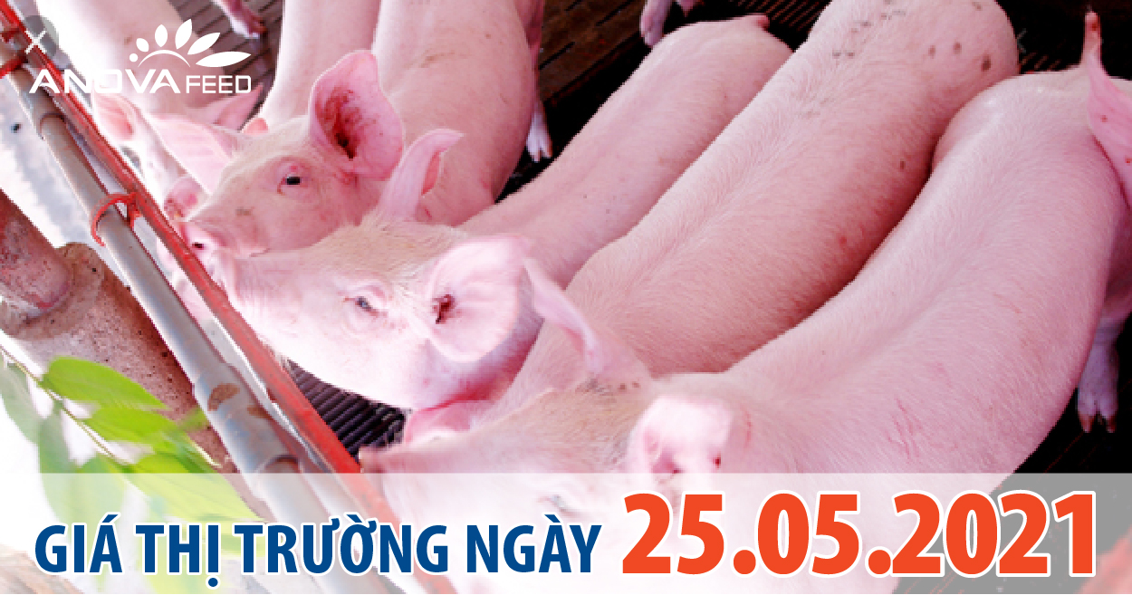 Anova Feed - Giá heo hơi ngày 25/05/2021 đi ngang, ổn định cả 3 miền