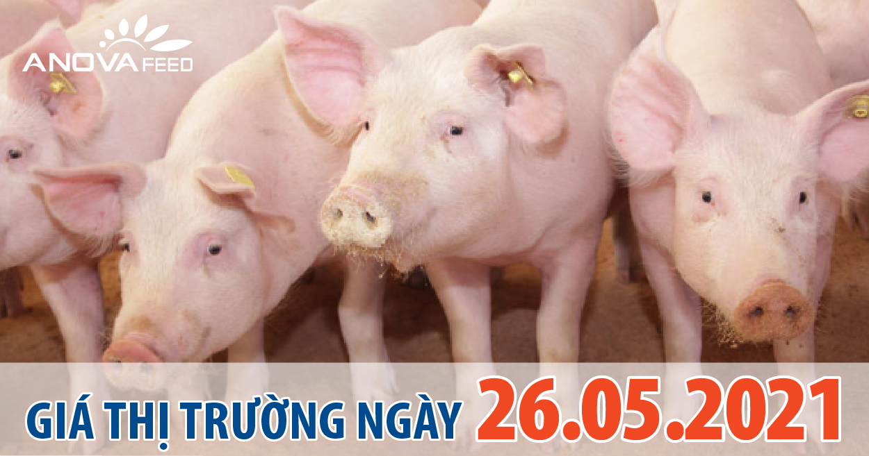 Anova Feed - Giá heo hơi ngày 26/05/2021 tiếp tục chững lại,