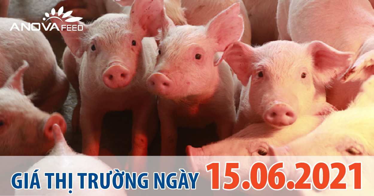 Anova Feed - Giá heo hơi hôm nay 15/6 giảm nhẹ, dịch tả heo Châu Phi vẫn còn diễn ra