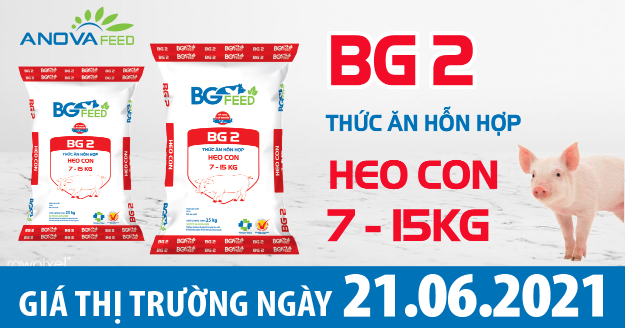 Anova Feed - Giá heo hơi hôm nay 21/6 tăng giảm trái chiều