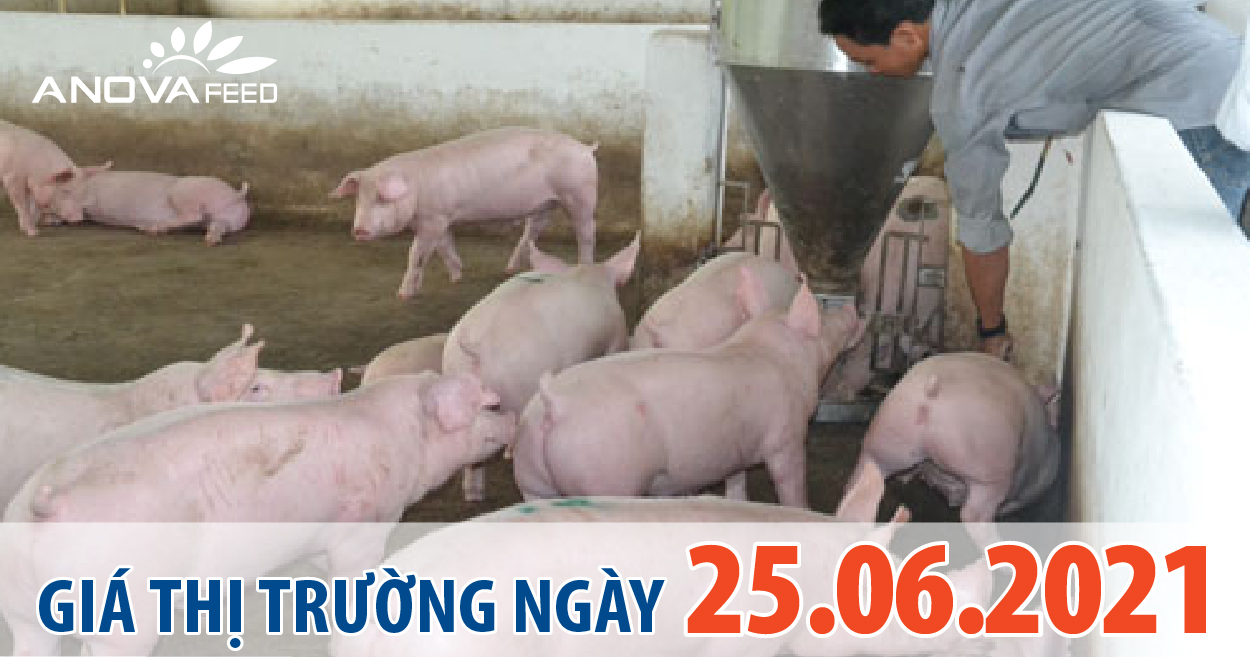 Anova Feed - Giá heo hơi hôm nay 25/6 giảm nhẹ 1.000 đồng