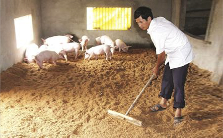 ĐỆM LÓT SINH HỌC TRONG CHĂN NUÔI