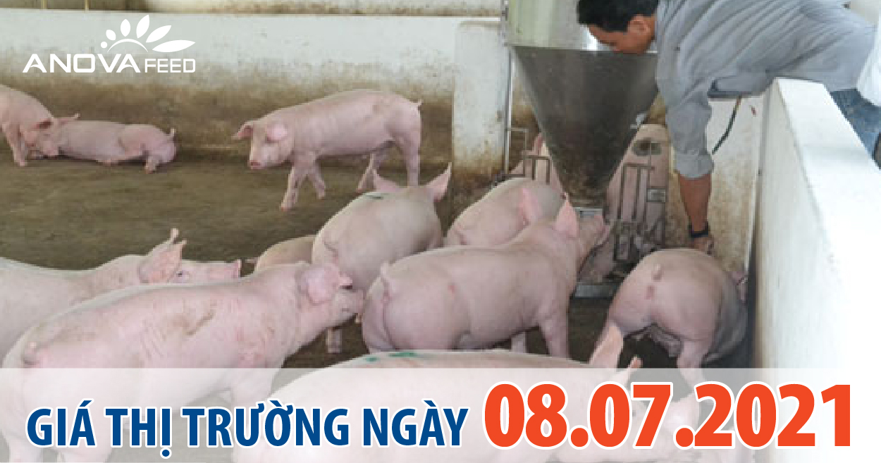 Anova Feed - Giá heo hơi hôm nay 8/7 miền Bắc giảm mạnh 7.000 đồng/kg.