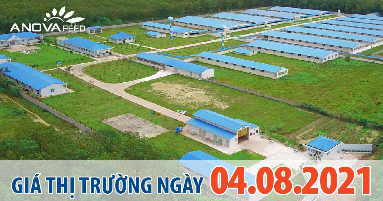 Anova Feed - Giá heo hơi hôm nay 4/8 điều chỉnh giảm trên diện rộng 2 miền Nam - Bắc