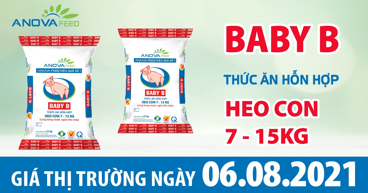 Anova Feed - Giá heo hơi hôm nay 6/8 đứng giá tại miền Bắc, người chăn nuôi "thấp thỏm" vì giá cả?