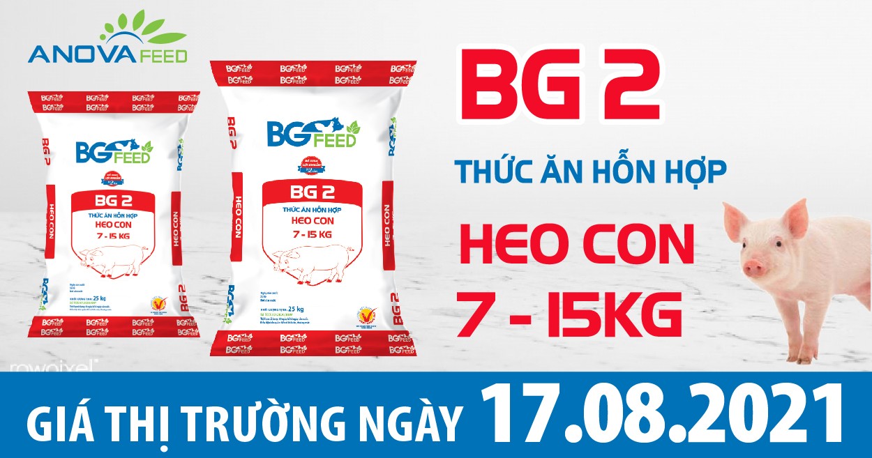 Anova Feed - Giá heo hơi hôm nay 17/08, toàn quốc "đứng giá"