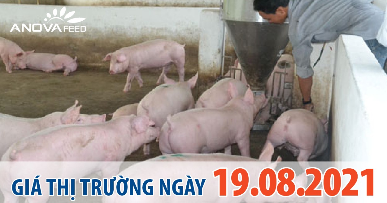 Anova Feed - Giá heo hơi hôm nay 19/08, toàn quốc giá đi ngang