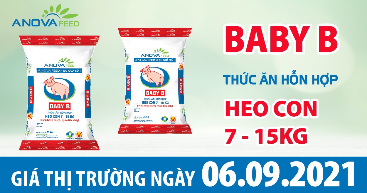 Anova Feed - Giá heo hơi hôm nay 06/09, miền Bắc giá đã chạm đáy?