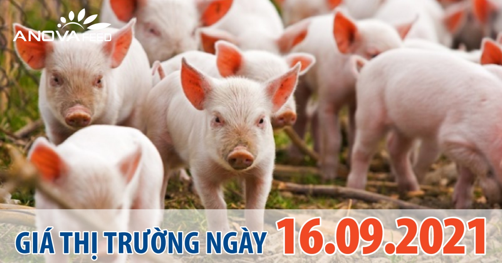 Anova Feed - Giá heo hơi hôm nay 16/09, miền Trung tăng nhẹ