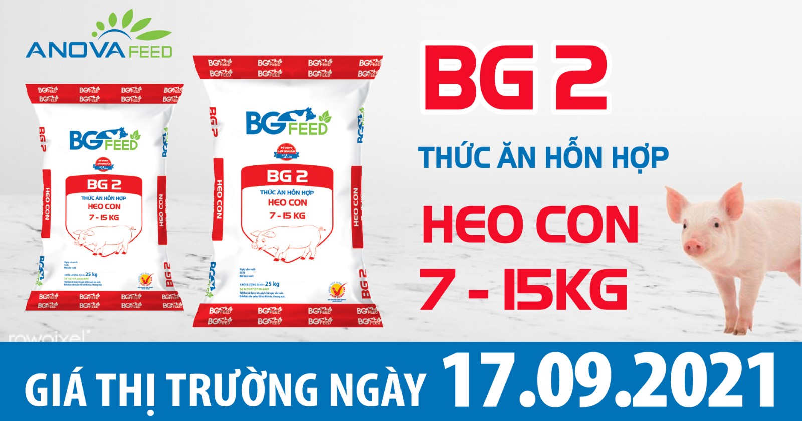 Anova Feed - Giá heo hơi hôm nay 17/09, miền Bắc tiếp tục giảm